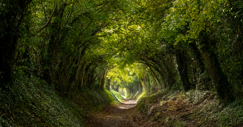 photo of forest tunnel